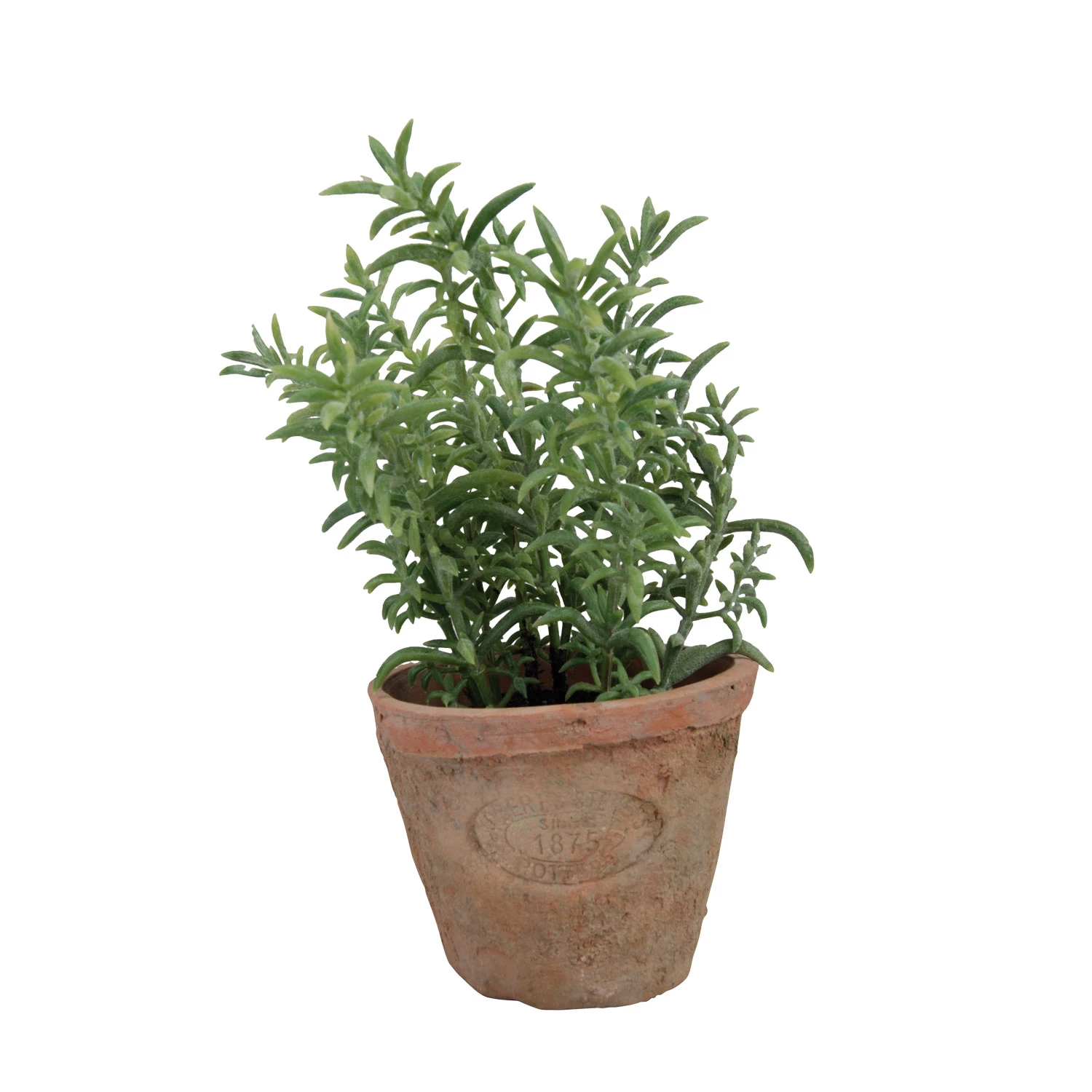 Esschert Design Tijm In Aged Terracotta Pot 1 Esschert Design Tijm In Aged Terracotta Pot