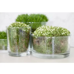 Vaas Bowl Ross H8 D15 -NL-Huis & Thuis 161 0650 2 1